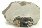 Bargain, Detailed Morocops Trilobite - Ofaten, Morocco #275241-2